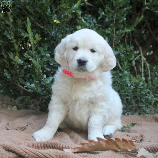Sophie, Golden Retriever Puppy