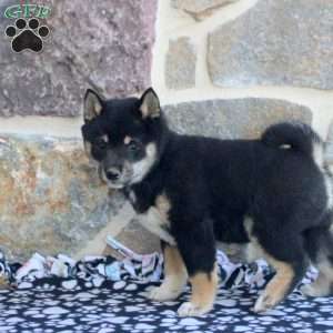 Sophie, Shiba Inu Puppy