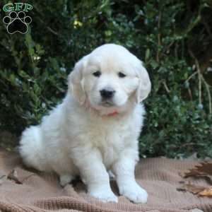 Sophie, Golden Retriever Puppy