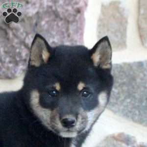 Sophie, Shiba Inu Puppy