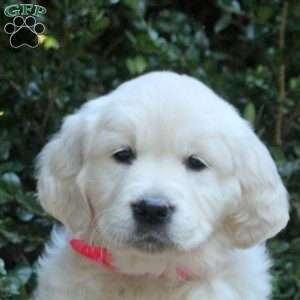 Sophie, Golden Retriever Puppy