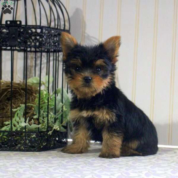 Spark-Teacup, Yorkie Puppy