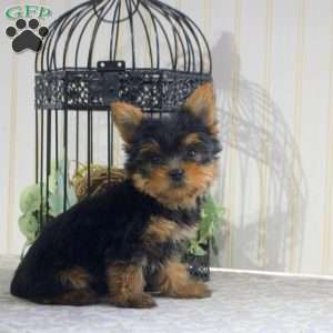 Spark-Teacup, Yorkie Puppy