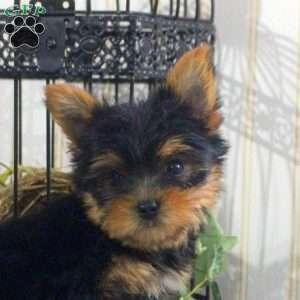 Spark-Teacup, Yorkie Puppy