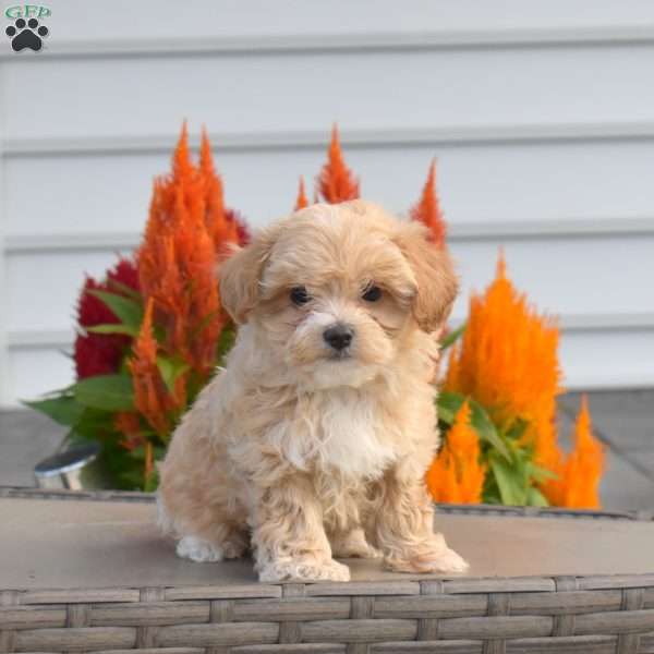 Sparkles, Maltipoo Puppy