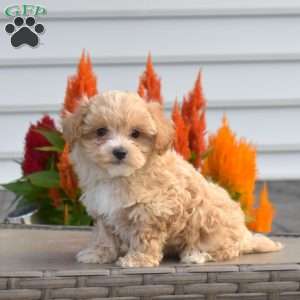Sparkles, Maltipoo Puppy