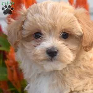 Sparkles, Maltipoo Puppy