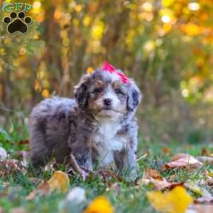 Spice, Mini Bernedoodle Puppy