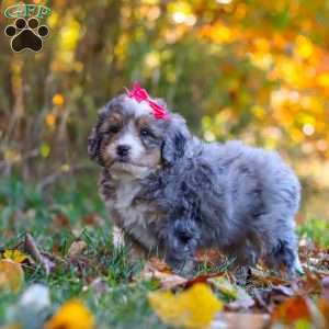 Spice, Mini Bernedoodle Puppy