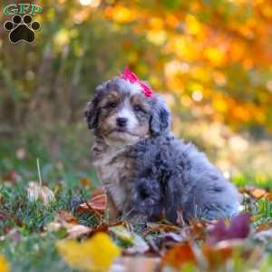 Spice, Mini Bernedoodle Puppy