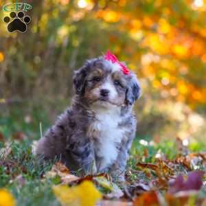 Spice, Mini Bernedoodle Puppy