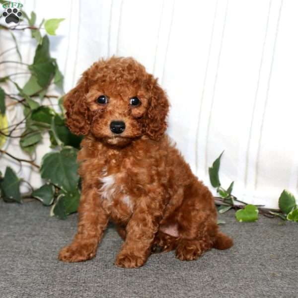Spice, Miniature Poodle Puppy