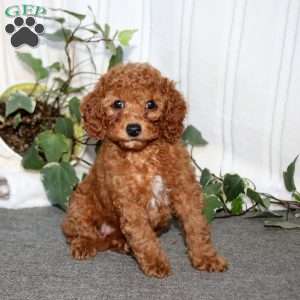 Spice, Miniature Poodle Puppy