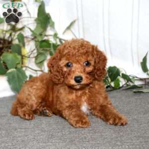 Spice, Miniature Poodle Puppy
