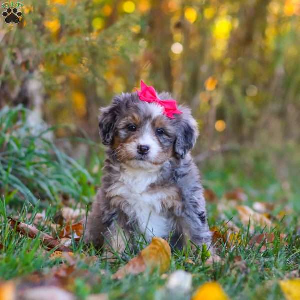 Spice, Mini Bernedoodle Puppy
