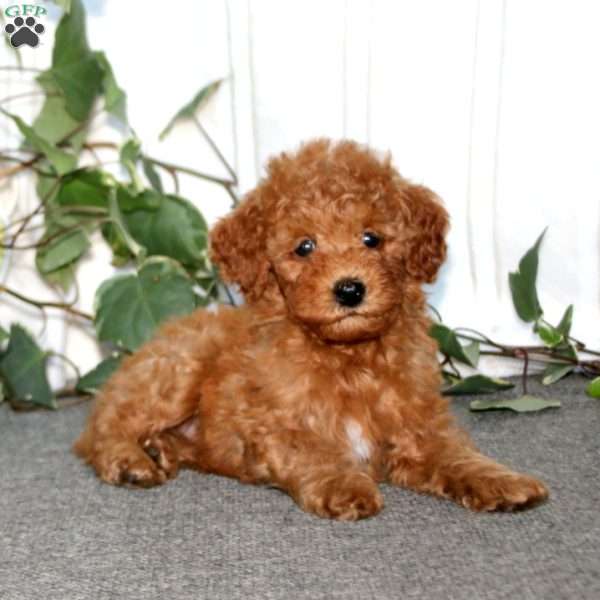 Spiffy, Miniature Poodle Puppy