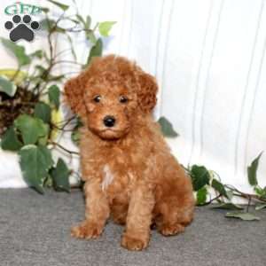 Spiffy, Miniature Poodle Puppy