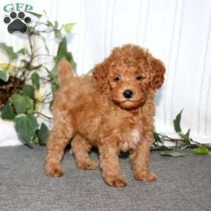Spiffy, Miniature Poodle Puppy