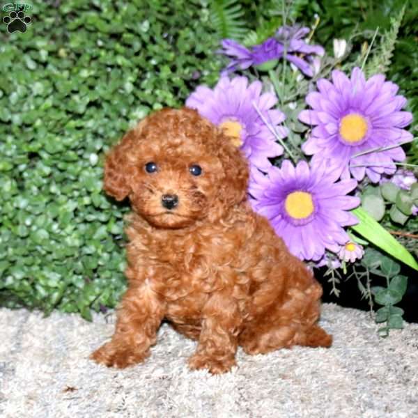 Splash, Miniature Poodle Puppy