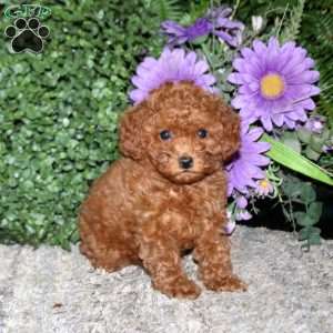 Splash, Miniature Poodle Puppy