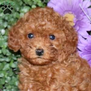 Splash, Miniature Poodle Puppy