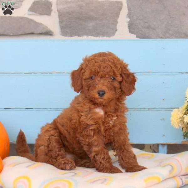 Spring, Shih-Poo Puppy