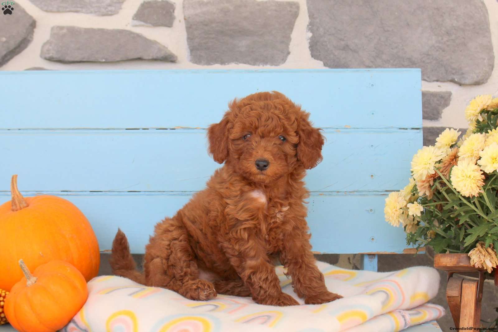 Spring (Shih-Poo, Female) in Lebanon, PA