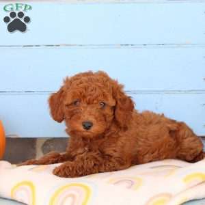 Spring, Shih-Poo Puppy
