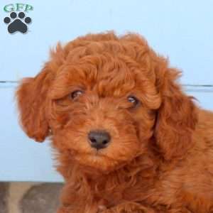 Spring, Shih-Poo Puppy