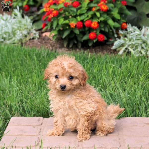 Sprinkle, Mini Goldendoodle Puppy