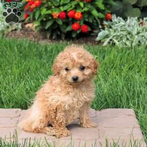 Sprinkle, Mini Goldendoodle Puppy