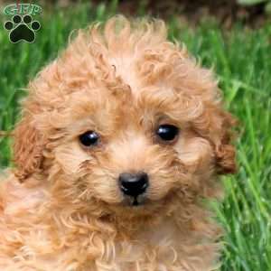 Sprinkle, Mini Goldendoodle Puppy