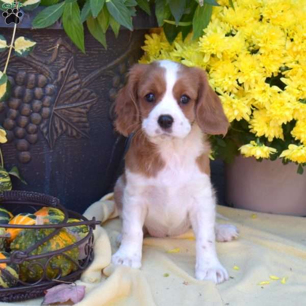 Sprinkles, Cavalier King Charles Spaniel Puppy
