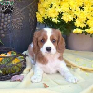 Sprinkles, Cavalier King Charles Spaniel Puppy