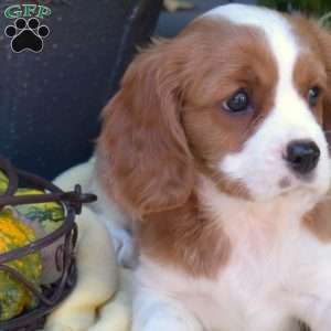 Sprinkles, Cavalier King Charles Spaniel Puppy