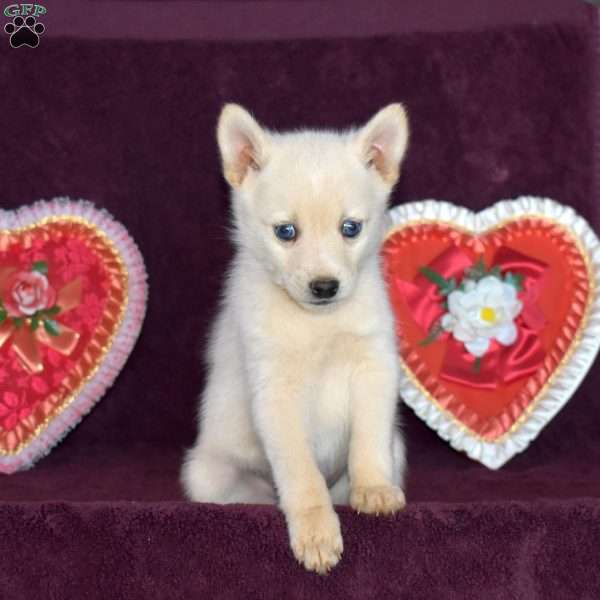 Sprite, Pomsky Puppy