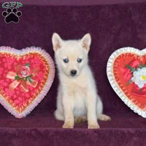Sprite, Pomsky Puppy