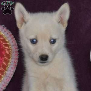 Sprite, Pomsky Puppy