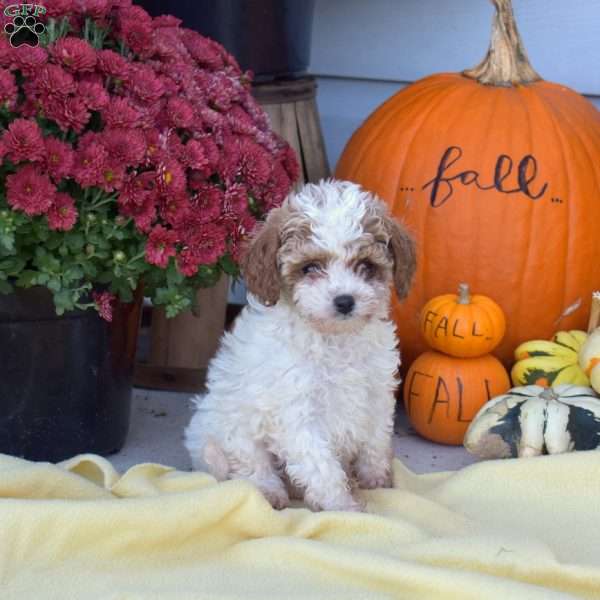 Sprout, Cockapoo Puppy