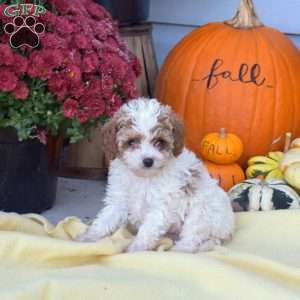 Sprout, Cockapoo Puppy