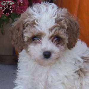 Sprout, Cockapoo Puppy