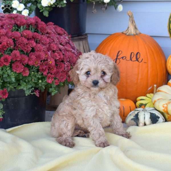 Spud, Cockapoo Puppy