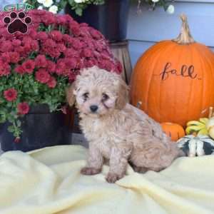 Spud, Cockapoo Puppy