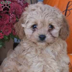 Spud, Cockapoo Puppy