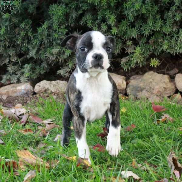 Stacey, Boston Terrier Puppy