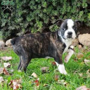Stacey, Boston Terrier Puppy