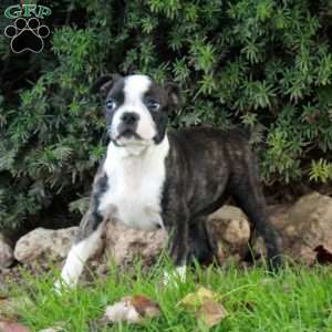 Stacey, Boston Terrier Puppy