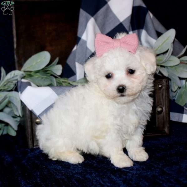 Stacy, Maltese Mix Puppy