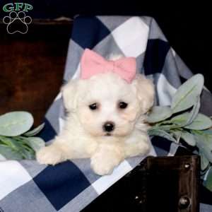 Stacy, Maltese Mix Puppy