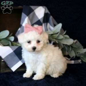 Stacy, Maltese Mix Puppy